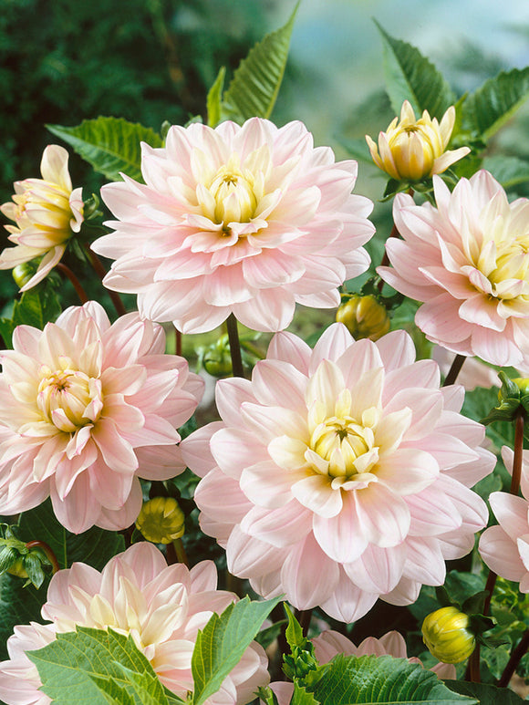Commandez vos Dahlia Silver Years pour les recevoir au printemps !