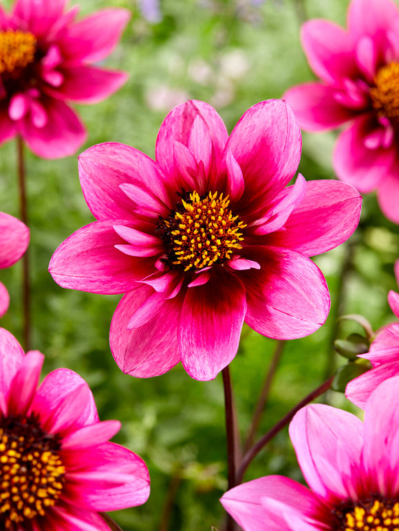 Tubercules de Dahlia Skyfall, livraison au printemps pour une plantation printanière