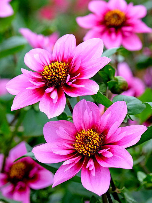 Tubercules de Dahlia Skyfall pour massifs et jardins naturels