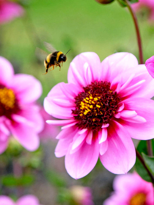 Acheter des tubercules de Dahlia Skyfall pour le jardin d'été