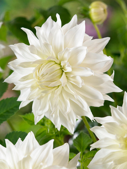 Acheter Dahlia Snowbound