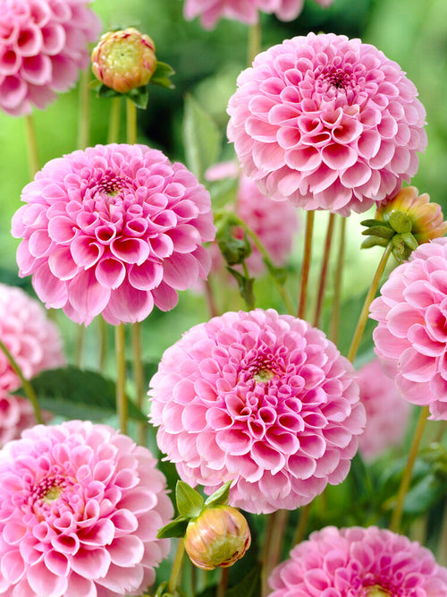 Achat bulbes dahlias Stolze von Berlin