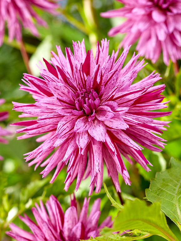 Tubercules de Dahlia Striped Ambition, livraison au printemps pour une plantation printanière