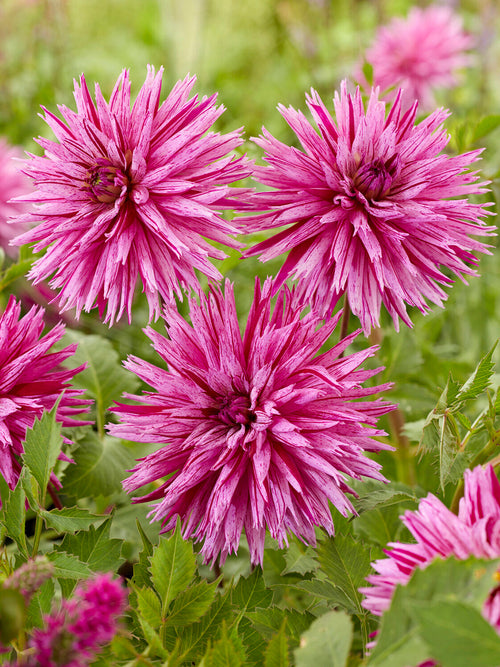 Tubercules de Dahlia Striped Ambition cactus, livraison au printemps