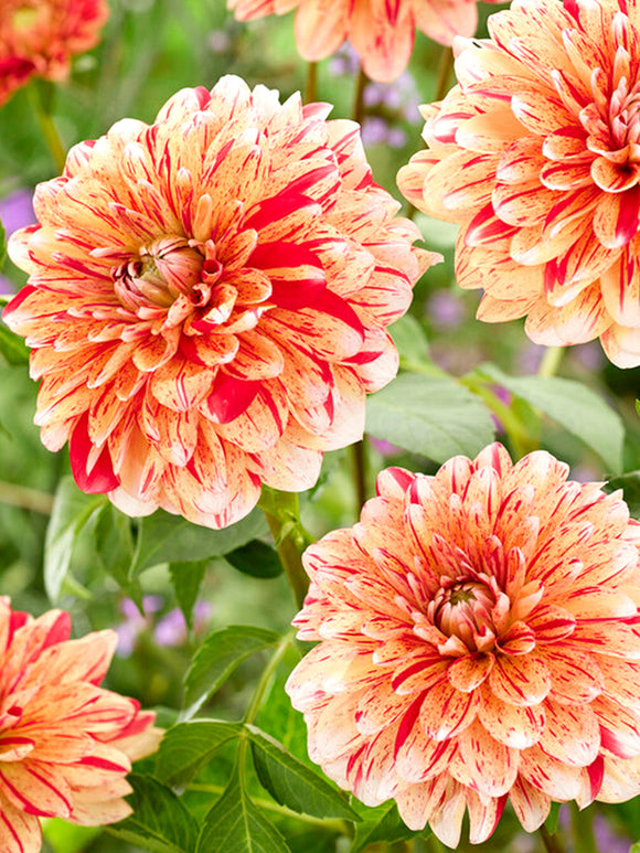 Commandez vos Dahlia Striped Nagano pour les recevoir au printemps !