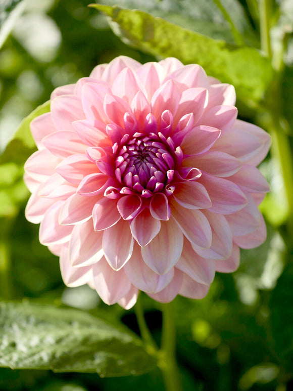 Acheter des tubercules de Dahlia Sturm Sweet Maria pour le jardin d'été