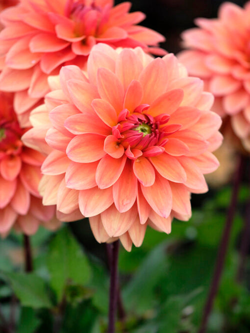 Commandez vos Dahlia Summer Flame pour les recevoir au printemps !