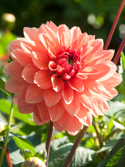 Achat bulbes dahlias Summer Flame