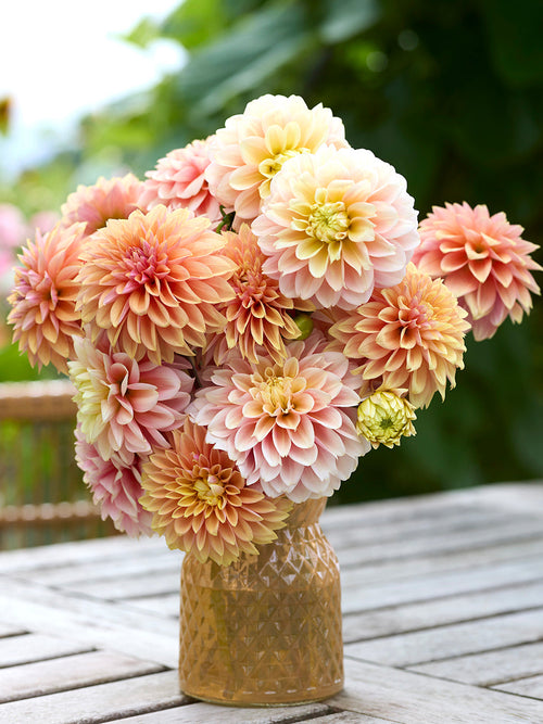Peach and salmon dahlias in summer garden