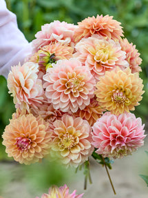 Collection de Dahlias Sunrise Serenade