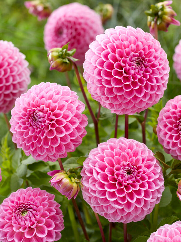 Commandez vos Dahlia Sweet Fabienne pour les recevoir au printemps !