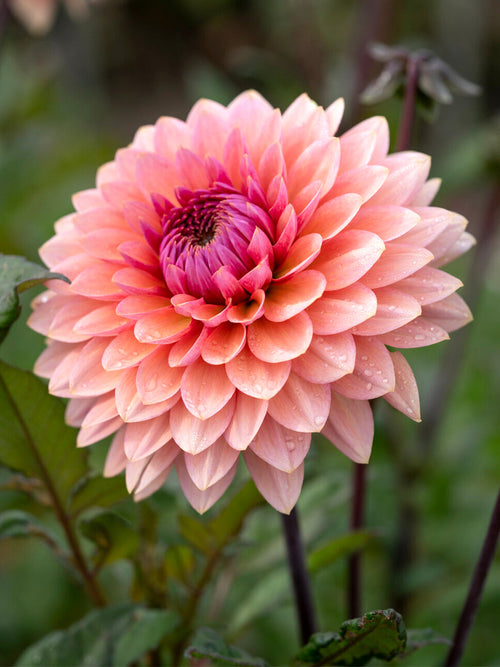 Tubercules de Dahlia Sweet Sanne décoratif, livraison au printemps