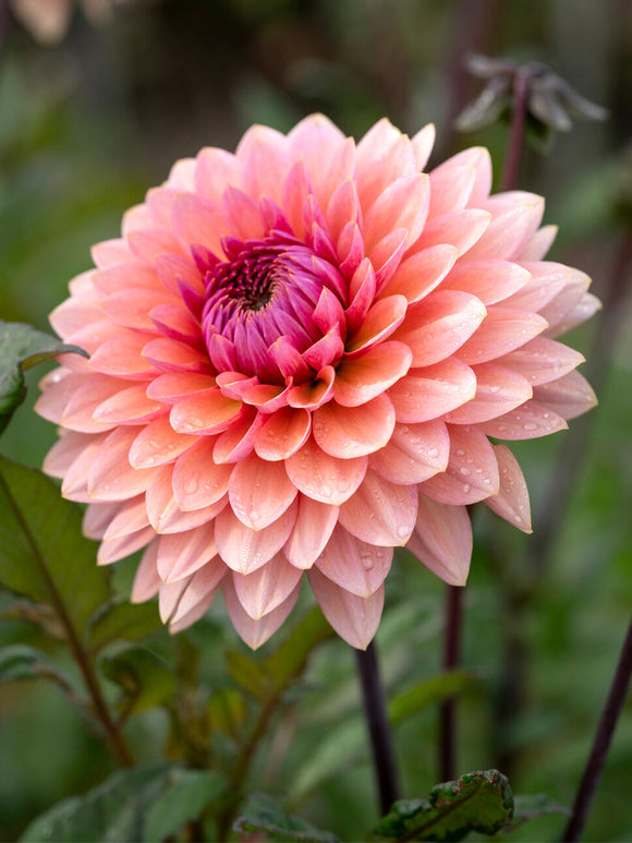 Tubercules de Dahlia Sweet Sanne décoratif, livraison au printemps