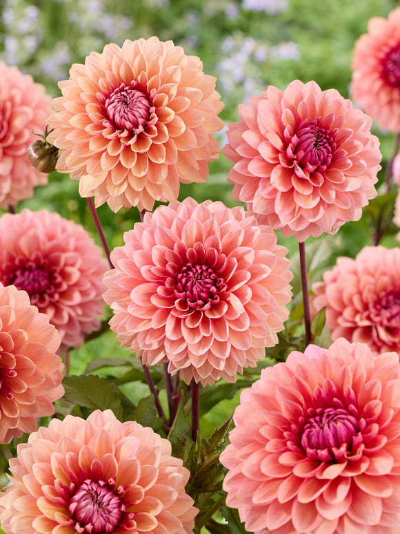 Acheter des tubercules de Dahlia Sweet Sanne pour le jardin d'été