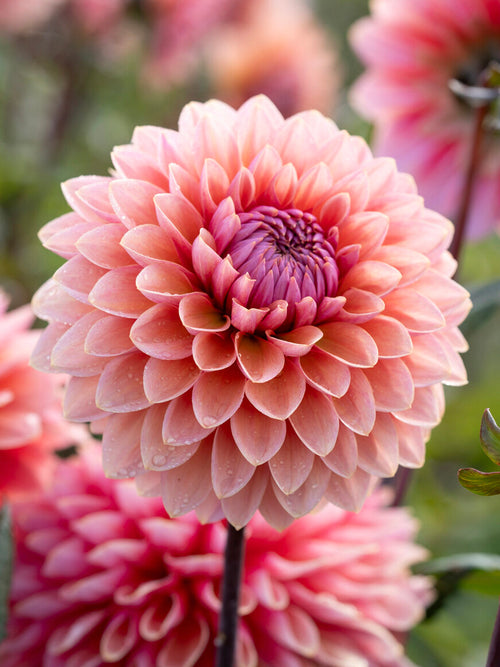 Tubercules de Dahlia Sweet Sanne, livraison au printemps pour une plantation printanière