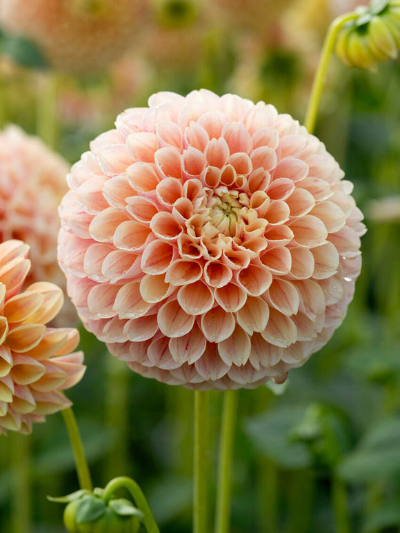 Tubercules de Dahlia Sweet Suzanne boule, livraison au printemps