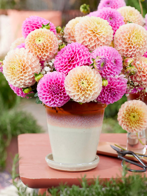 Acheter des tubercules de Dahlia Sweet Suzanne pour le jardin d'été