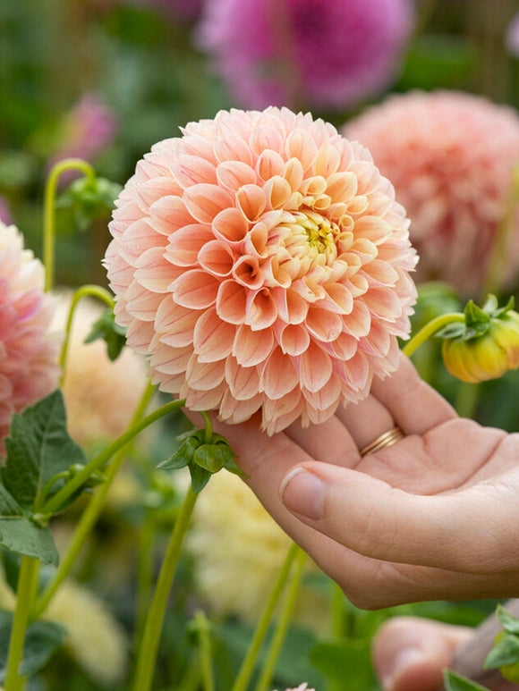 Tubercules de Dahlia Sweet Suzanne, livraison au printemps pour une plantation printanière