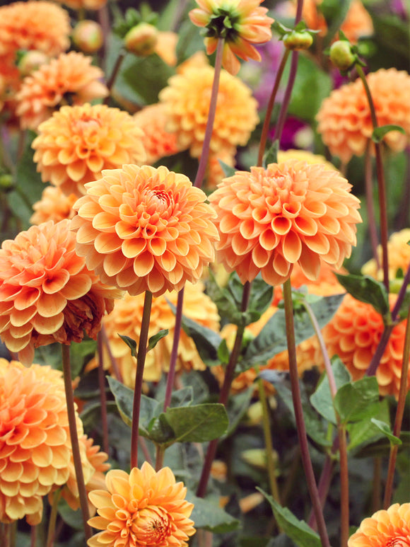 Achat bulbes dahlias Sylvia