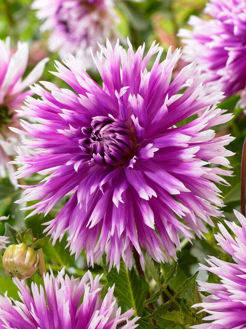 Commandez vos Dahlia Table Dancer pour les recevoir au printemps !