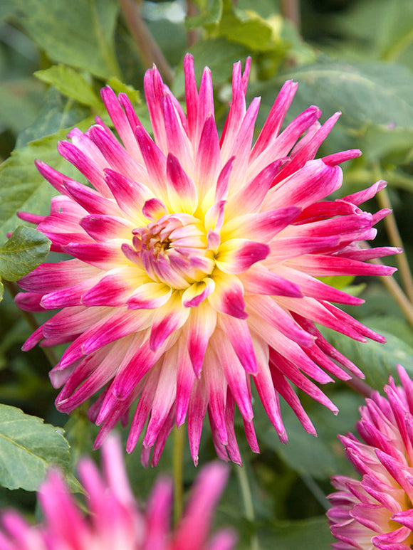 Commandez vos Dahlia Tahiti Sunrise pour les recevoir au printemps !