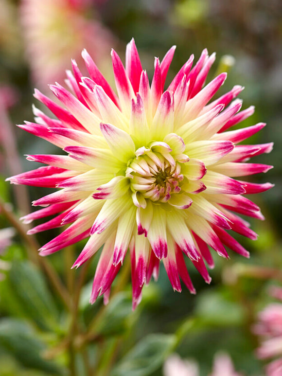 Achat bulbes dahlias Tahiti Sunrise