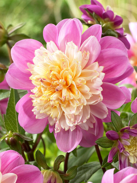 Achat bulbes dahlias Take Off