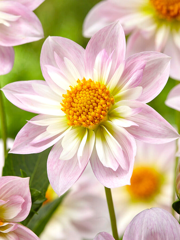 Commandez vos Dahlia Teesbrooke Audrey pour les recevoir au printemps !