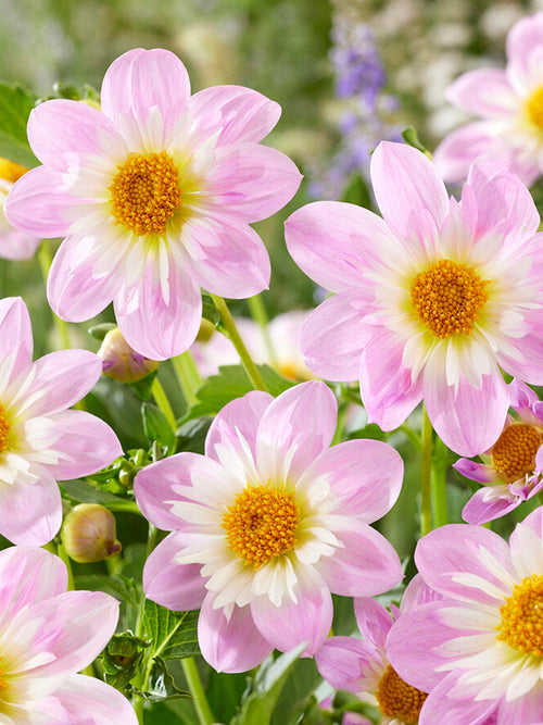 Achat bulbes dahlias Teesbrooke Audrey