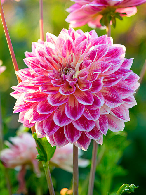 Dahlia ‘Temple of Beauty’ rose pêche