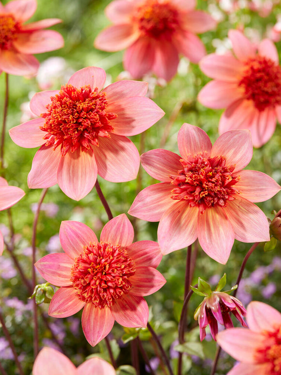 Commandez vos Dahlia Totally Tangerine pour les recevoir au printemps !