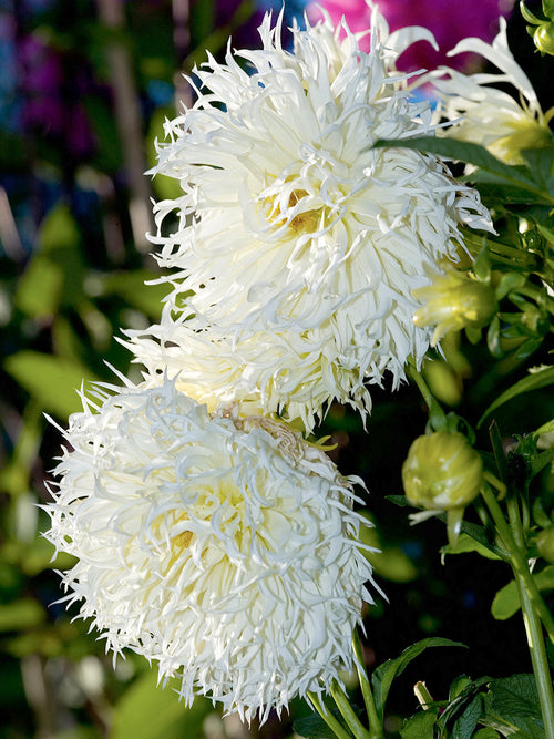 Dahlia Tsuki Yori No Shisha avec des fleurs blanches et une légère nuance ivoire.