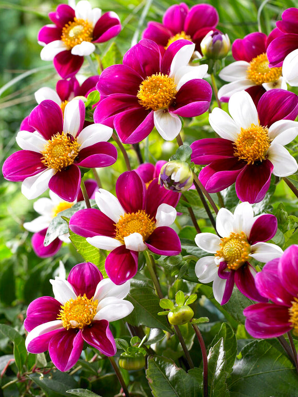 Tubercules de Dahlia Twyning's Smartie, livraison au printemps pour une plantation printanière