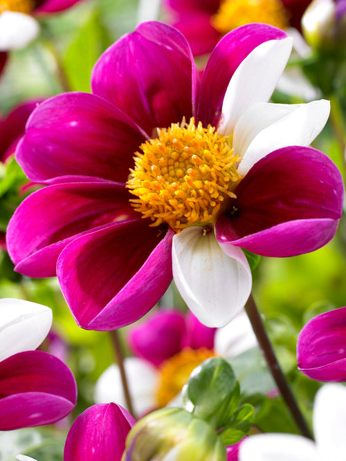 Acheter des tubercules de Dahlia Twyning's Smartie pour le jardin d'été