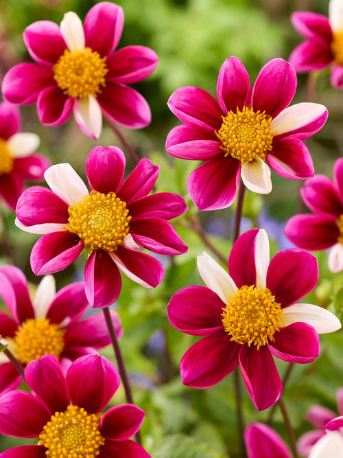 Tubercules de Dahlia Twyning's Smartie à fleurs simples, livraison au printemps