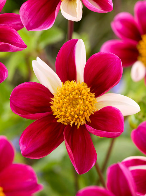Tubercules de Dahlia Twyning's Smartie pour massifs et jardins naturels