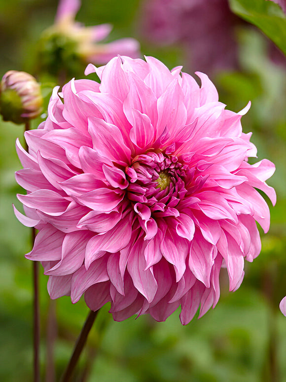 Dahlia ‘Vassio Meggos’ dans un massif estival