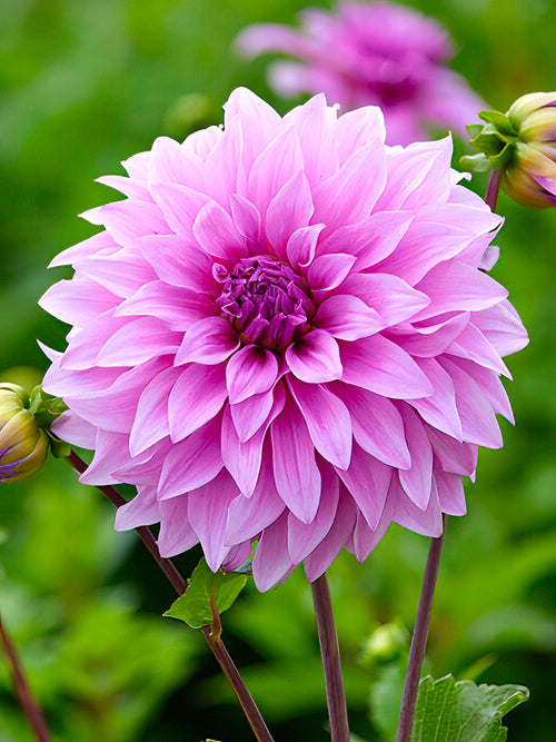 Dahlia ‘Vassio Meggos’ lavande et lilas en fleur