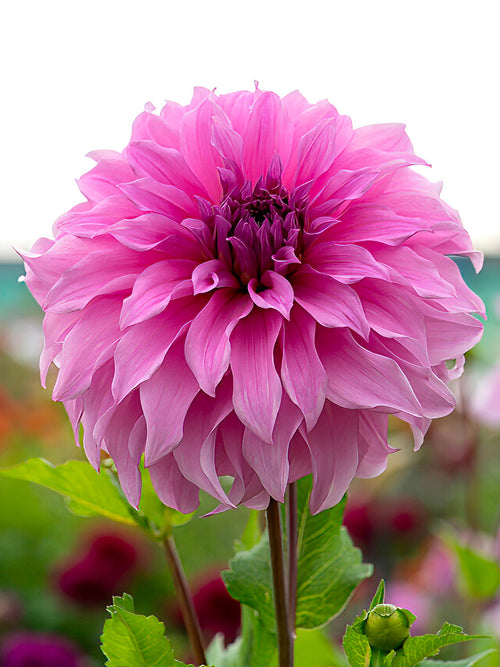 Gros plan sur les grandes fleurs du Dahlia ‘Vassio Meggos’