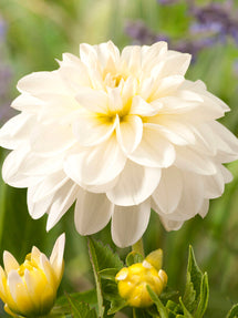 Dahlia White Onesta