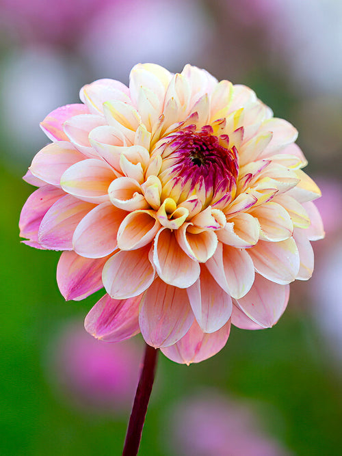 Pétales crème et rosés du Dahlia ‘Wine Eyed Jill’ au soleil