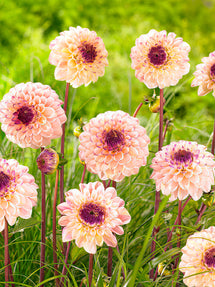 Dahlia Wine Eyed Jill