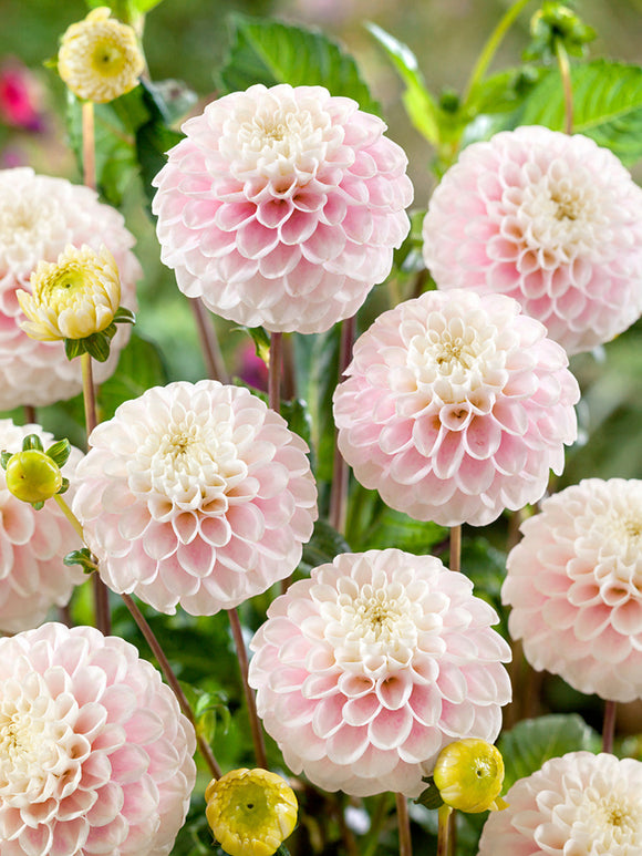 Commandez vos Dahlia Wizard of Lightning pour les recevoir au printemps !