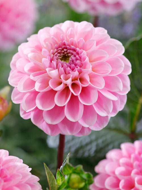 Fleur boule du dahlia ‘Wizard of Oz’
