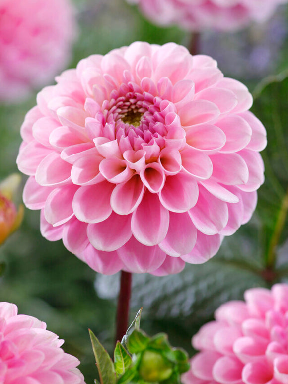 Fleur boule du dahlia ‘Wizard of Oz’