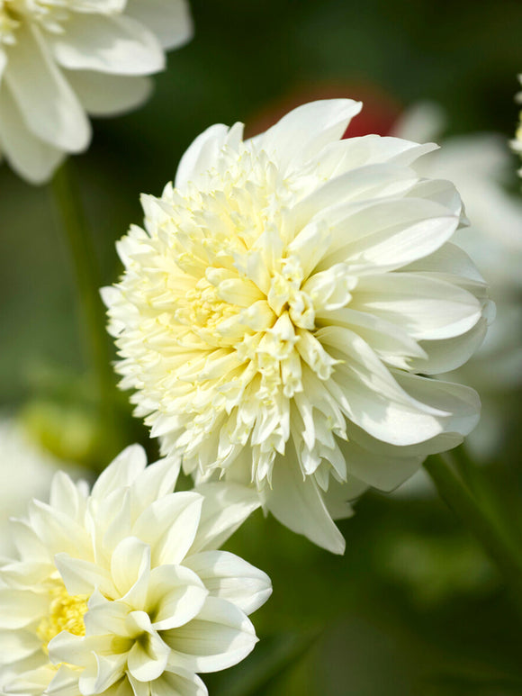 Acheter des tubercules de Dahlia Zahra pour le jardin d'été