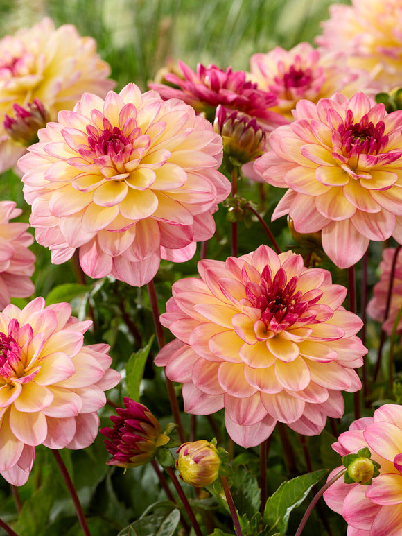 Tubercules de Dahlia Zingaro décoratif, livraison au printemps