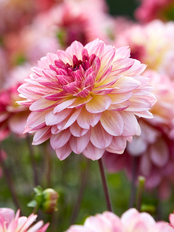 Acheter des tubercules de Dahlia Zingaro pour le jardin d'été