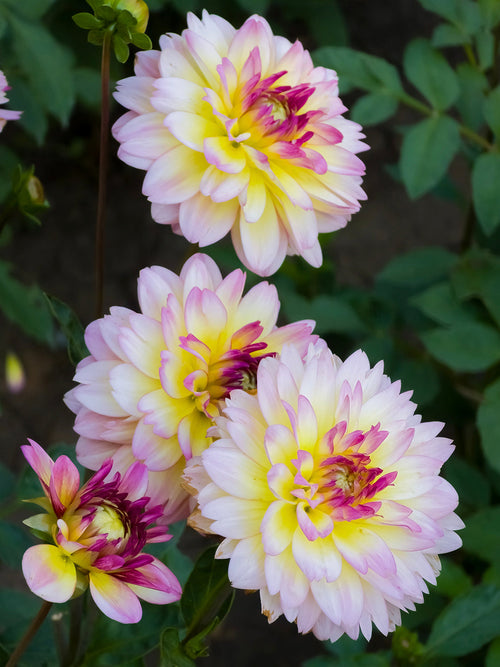 Tubercules de Dahlia Zingaro, livraison au printemps pour une plantation printanière