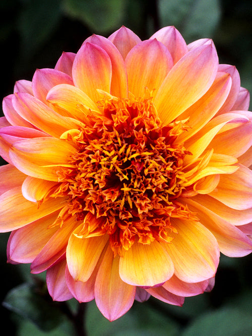 Dahlia anémone Floorinoor en fleur avec couleurs chaudes rose orange et feuillage vert foncé dans un jardin d'été